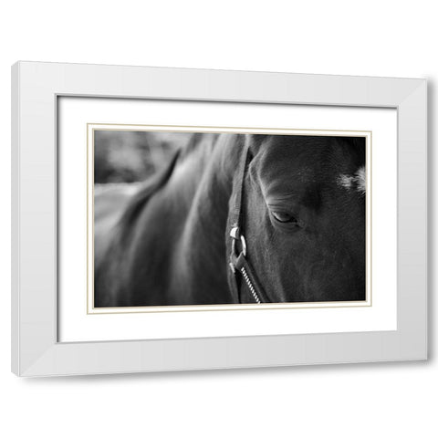Black Beauty White Modern Wood Framed Art Print with Double Matting by The Yellowstone Collection