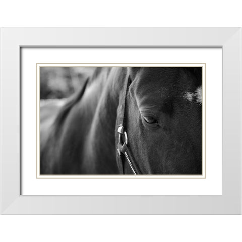 Black Beauty White Modern Wood Framed Art Print with Double Matting by The Yellowstone Collection