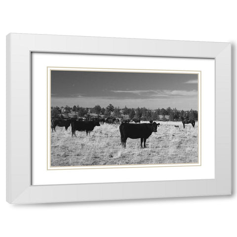Cattle Grazing Ochoco National Forest White Modern Wood Framed Art Print with Double Matting by The Yellowstone Collection
