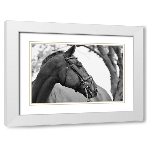 Chestnut horse White Modern Wood Framed Art Print with Double Matting by The Yellowstone Collection