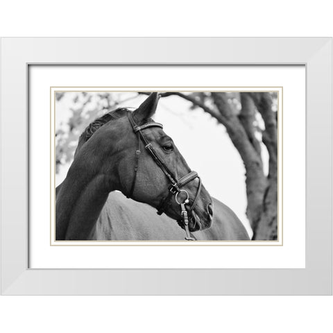 Chestnut horse White Modern Wood Framed Art Print with Double Matting by The Yellowstone Collection