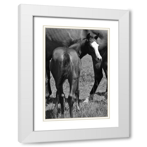 Foal and mare White Modern Wood Framed Art Print with Double Matting by The Yellowstone Collection