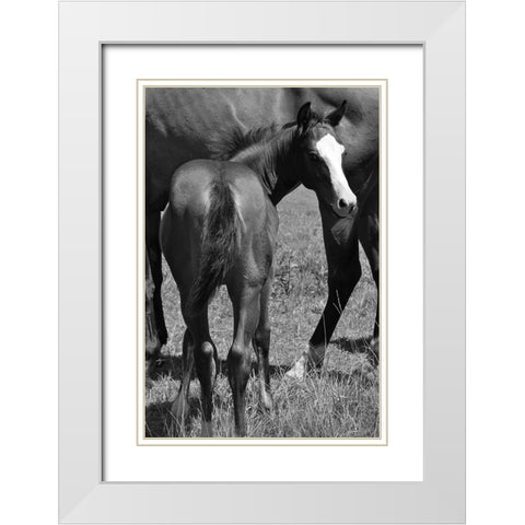 Foal and mare White Modern Wood Framed Art Print with Double Matting by The Yellowstone Collection