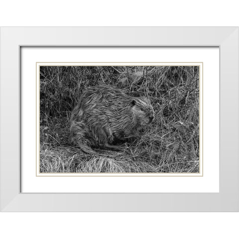 Beaver at Soda Butte Creek, Yellowstone National Park White Modern Wood Framed Art Print with Double Matting by Frank, Jacob W.