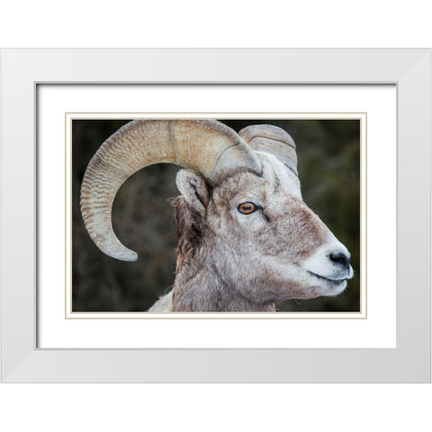 Bighorn Ram, Lamar Valley, Yellowstone National Park White Modern Wood Framed Art Print with Double Matting by The Yellowstone Collection