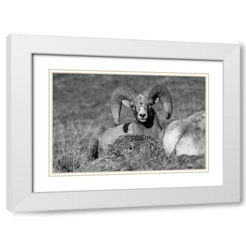 Bighorn Ram, Yellowstone National Park White Modern Wood Framed Art Print with Double Matting by The Yellowstone Collection