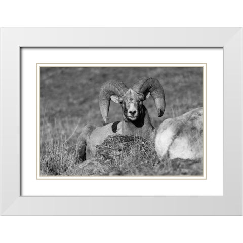 Bighorn Ram, Yellowstone National Park White Modern Wood Framed Art Print with Double Matting by The Yellowstone Collection