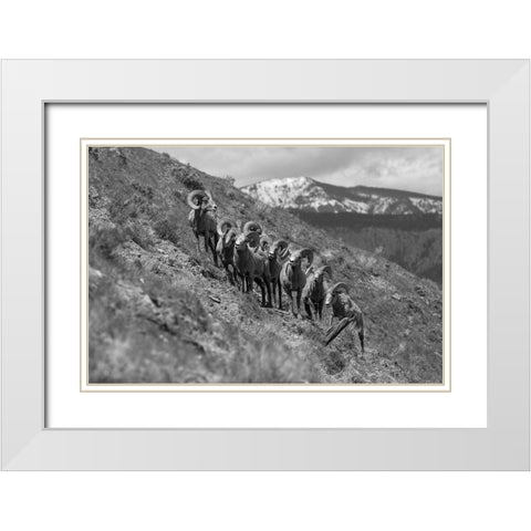 Bighorn Rams, Mount Everts, Yellowstone National Park White Modern Wood Framed Art Print with Double Matting by Frank, Jacob W.