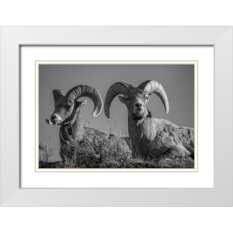 Bighorn Rams, Lamar Canyon, Yellowstone National Park White Modern Wood Framed Art Print with Double Matting by The Yellowstone Collection