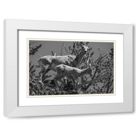 Bighorn Sheep, Mount Washburn, Yellowstone National Park White Modern Wood Framed Art Print with Double Matting by Herbert, Neal