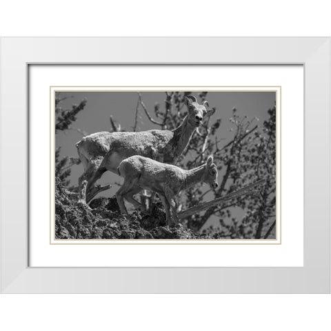 Bighorn Sheep, Mount Washburn, Yellowstone National Park White Modern Wood Framed Art Print with Double Matting by Herbert, Neal