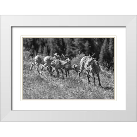 Bighorn Sheep, Yellowstone National Park White Modern Wood Framed Art Print with Double Matting by Frank, Jacob W.