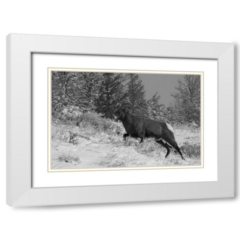 Bighorn Ram, Lamar Valley, Yellowstone National Park White Modern Wood Framed Art Print with Double Matting by Peaco, Jim