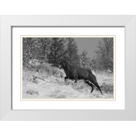 Bighorn Ram, Lamar Valley, Yellowstone National Park White Modern Wood Framed Art Print with Double Matting by Peaco, Jim