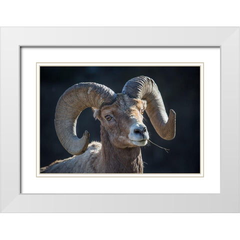 Bighorn sheep, Lamar Valley, Yellowstone National Park White Modern Wood Framed Art Print with Double Matting by The Yellowstone Collection