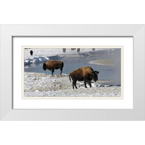Bison along the Gibbon River, Yellowstone National Park White Modern Wood Framed Art Print with Double Matting by Renkin, Diane