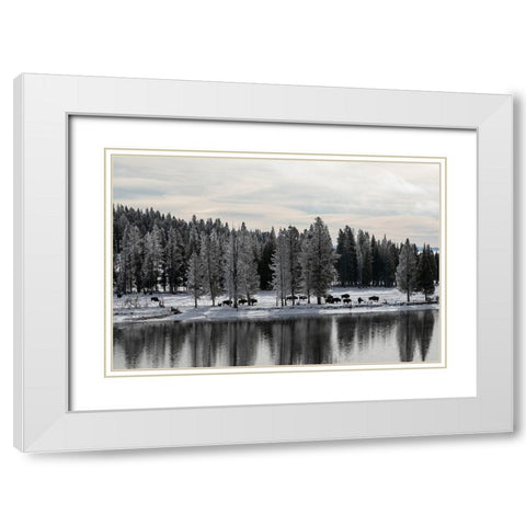 Bison along the Yellowstone River, Yellowstone National Park White Modern Wood Framed Art Print with Double Matting by Renkin, Diane