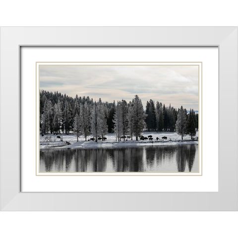 Bison along the Yellowstone River, Yellowstone National Park White Modern Wood Framed Art Print with Double Matting by Renkin, Diane