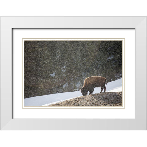 Bison, Blacktail Deer Plateau, Yellowstone National Park White Modern Wood Framed Art Print with Double Matting by The Yellowstone Collection