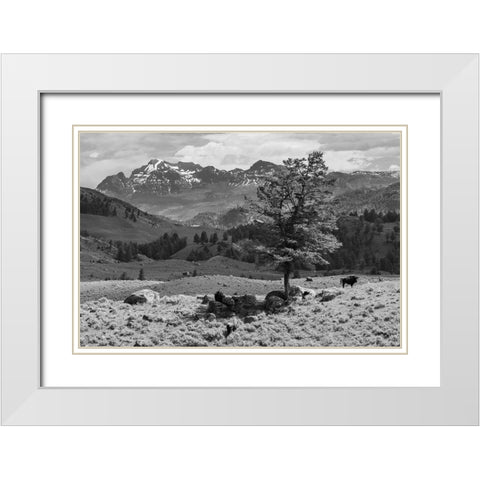 Bison near Cutoff Mountain, Yellowstone National Park White Modern Wood Framed Art Print with Double Matting by The Yellowstone Collection