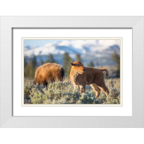 Bison Calf, Blacktail Deer Plateau, Yellowstone National Park White Modern Wood Framed Art Print with Double Matting by The Yellowstone Collection