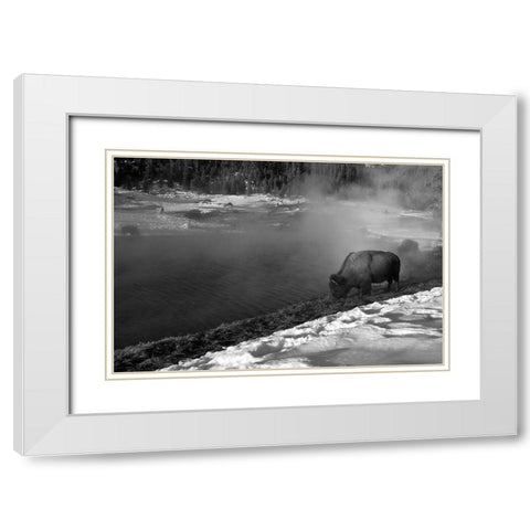 Bison at Terrace Spring, Yellowstone National Park White Modern Wood Framed Art Print with Double Matting by Peaco, Jim