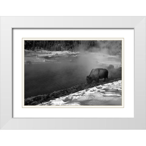 Bison at Terrace Spring, Yellowstone National Park White Modern Wood Framed Art Print with Double Matting by Peaco, Jim