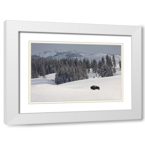 Bison Bull, Blacktail Deer Plateau, Yellowstone National Park White Modern Wood Framed Art Print with Double Matting by The Yellowstone Collection