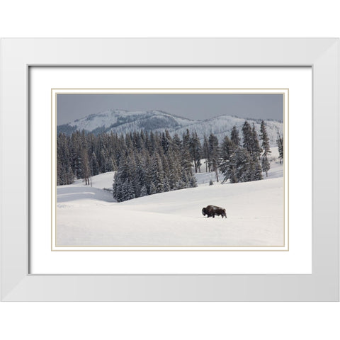 Bison Bull, Blacktail Deer Plateau, Yellowstone National Park White Modern Wood Framed Art Print with Double Matting by The Yellowstone Collection