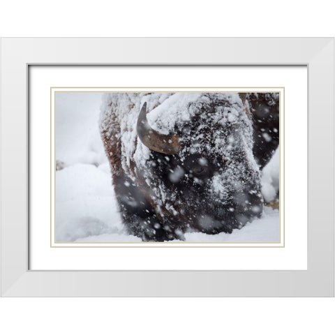 Bison in a snow storm Lamar Valley, Yellowstone National Park White Modern Wood Framed Art Print with Double Matting by Herbert, Neal