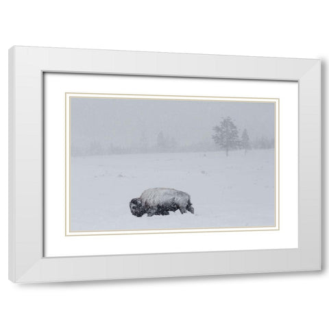 Bison on Swan Lake Flat, Yellowstone National Park White Modern Wood Framed Art Print with Double Matting by The Yellowstone Collection