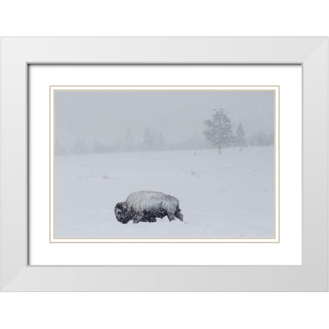 Bison on Swan Lake Flat, Yellowstone National Park White Modern Wood Framed Art Print with Double Matting by The Yellowstone Collection