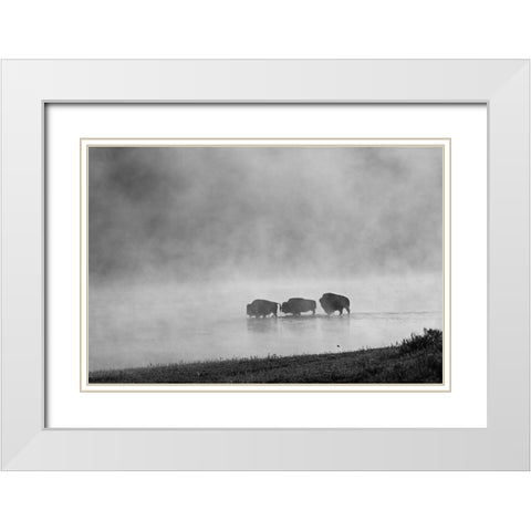 Bison crossing Yellowstone River, Yellowstone National Park White Modern Wood Framed Art Print with Double Matting by Peaco, Jim