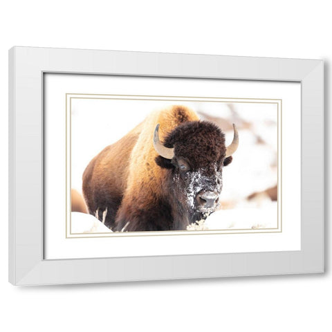 Bison face with snow, Yellowstone National Park White Modern Wood Framed Art Print with Double Matting by The Yellowstone Collection