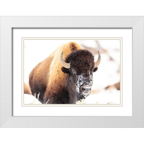 Bison face with snow, Yellowstone National Park White Modern Wood Framed Art Print with Double Matting by The Yellowstone Collection