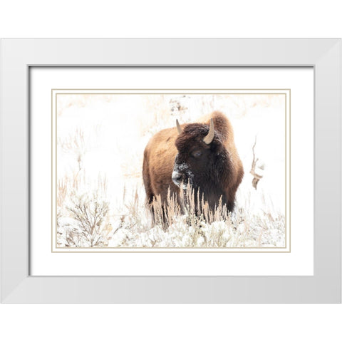 Bison feeding in the snow, Yellowstone National Park White Modern Wood Framed Art Print with Double Matting by Frank, Jacob W.