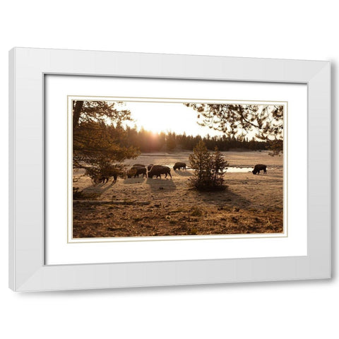 Bison graze near Norris Junction, Yellowstone National Park White Modern Wood Framed Art Print with Double Matting by The Yellowstone Collection