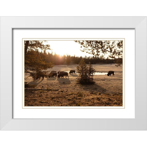 Bison graze near Norris Junction, Yellowstone National Park White Modern Wood Framed Art Print with Double Matting by The Yellowstone Collection