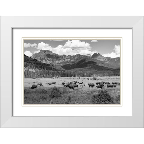 Bison grazing in Round Prairie, Yellowstone National Park White Modern Wood Framed Art Print with Double Matting by Frank, Jacob W.