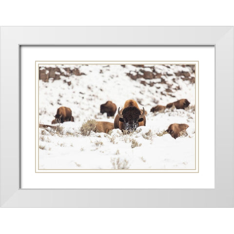 Bison group in snow, Yellowstone National Park White Modern Wood Framed Art Print with Double Matting by Spice, Josh