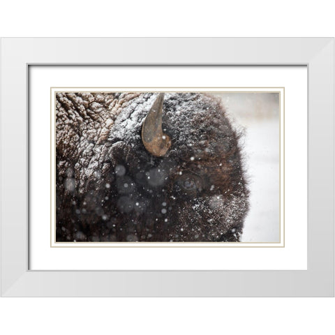 Bison in snow, Mammoth Hot Springs, Yellowstone National Park White Modern Wood Framed Art Print with Double Matting by The Yellowstone Collection