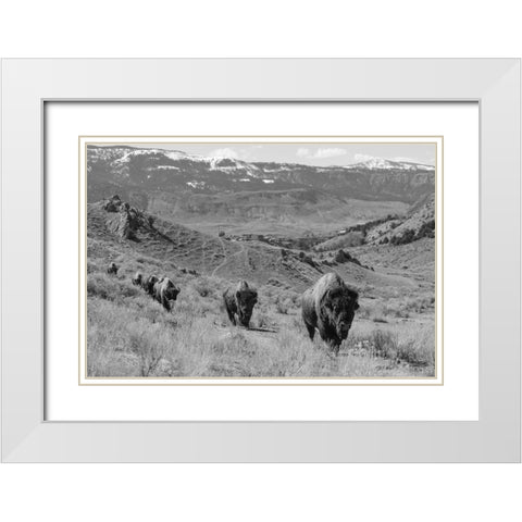Bison at Gardiner Basin, Yellowstone National Park White Modern Wood Framed Art Print with Double Matting by The Yellowstone Collection