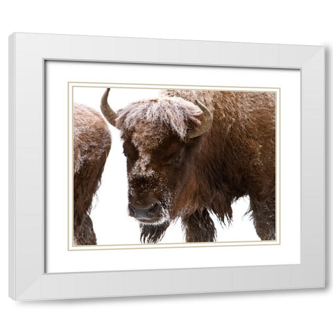Bison near Elk Park, Yellowstone National Park White Modern Wood Framed Art Print with Double Matting by Peaco, Jim