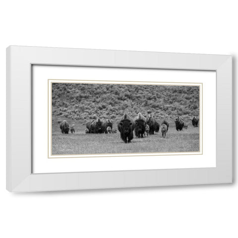 Bison on the move, Lamar Valley, Yellowstone National Park White Modern Wood Framed Art Print with Double Matting by The Yellowstone Collection