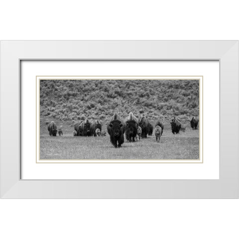 Bison on the move, Lamar Valley, Yellowstone National Park White Modern Wood Framed Art Print with Double Matting by The Yellowstone Collection