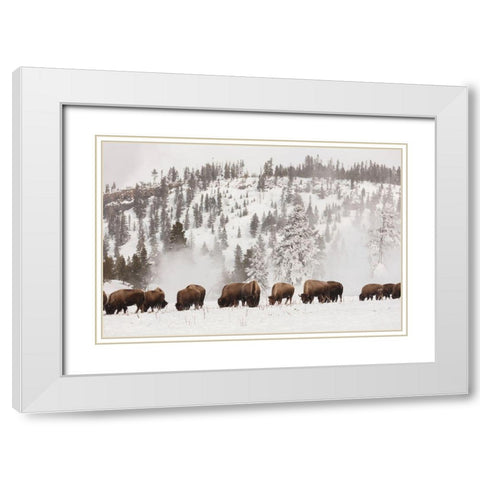 Bison along the Firehole River, Yellowstone National Park White Modern Wood Framed Art Print with Double Matting by The Yellowstone Collection