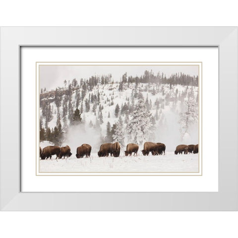 Bison along the Firehole River, Yellowstone National Park White Modern Wood Framed Art Print with Double Matting by The Yellowstone Collection