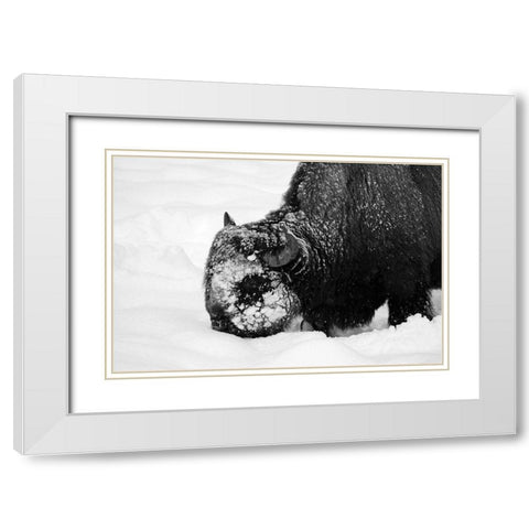 Bison Snow Plough near Rainy Lake, Yellowstone National Park White Modern Wood Framed Art Print with Double Matting by Renkin, Diane