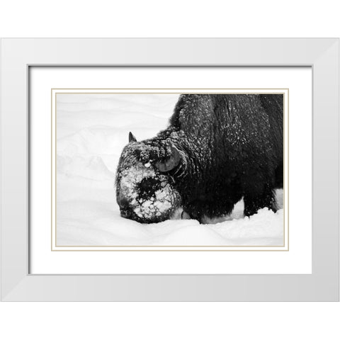 Bison Snow Plough near Rainy Lake, Yellowstone National Park White Modern Wood Framed Art Print with Double Matting by Renkin, Diane