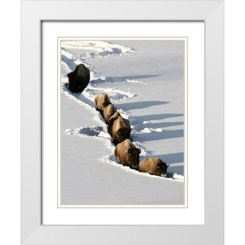 Bison near Tower Junction, Yellowstone National Park White Modern Wood Framed Art Print with Double Matting by Peaco, Jim